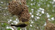 Kunstvoll flechten die Webervögel ihre Nester aus Grashalmen