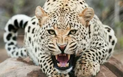 Leopard Leopard
