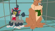 Nachdem Tom und Spike wieder einmal erfolgreich das Haus zerstört haben, werden sie zum Tierarzt geschickt. Hier sollen sie hübsch gemacht werden.