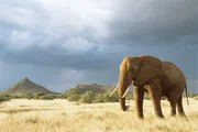 Afrikanischer Elefant