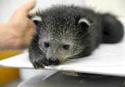 Binturong-Junges beim Wiegen.