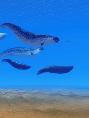 Narwhal whales live in social groups called pods and live in the Arctic ocean and males have a tusk.