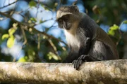 A Sykes' monkey looks down from a high branch in the sunshine.
