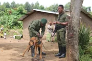 Bloodhound-Projekt im Virunga-Nationalpark: Um  Wilderern entgegenzuwirken hat Dr. Marlene Z&auml;hner hier eine Hundestaffel aufgebaut, die Elfenbein, Schusspulver und im Idealfall Wilderer aufsp&uuml;ren kann.