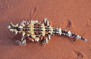 A thorny devil crawling through red sand.