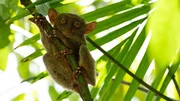 Der philippinische Koboldmaki z&auml;hlte einst zu den 25 am st&auml;rksten bedrohten Tierarten. Doch Tiersch&uuml;tzer in Bohol haben ein Schutzgebiet geschaffen, in dem sich die kleinen Kletterer vermehren.