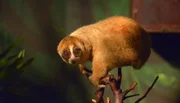 Im Zoo ist Plumplori Kate ein Sorgenking von Reviertierpfleger Mario Grüßer. Sie gewöhnt sich nur langsam an die neue Umgebung im Berliner Nachttierhaus. Erst vor kurzem ist sie aus Augsburg in die Hauptstadt gekommen. Doch jetzt scheint die Lösung da: eine neue Freundin für Kate. Die andere Plumploridame ist allerdings etwas temperamentvoller.