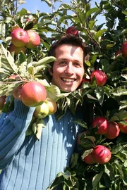Willi beim Apfelpflücken am Bodensee.