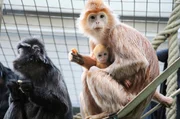 Gro&szlig;e Freude im Affenhaus: Die Haubenlanguren haben seit sieben Jahren zum ersten Mal wieder ein Baby.