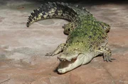 Auf die Reptilienpfleger in der Wilhelma wartet eine gefährliche Aktion: Ausgewachsene Leisten-Krokodile sollen nach Belgien gebracht werden. Freiwillig schlüpfen die nicht in ihre Transportkisten.