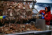 The Cornelia Marie crew empties a ton of opies out of the pot.