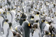 Königspinguine tauschen ihr Federkleid aus.