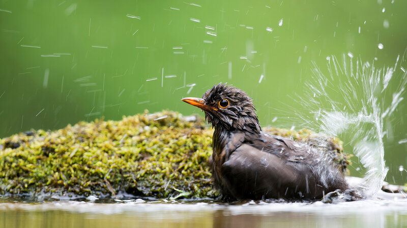 Die Magie der Vögel – Was Birdwatcher begeistert (A, 2023)