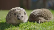 Zwei Igel