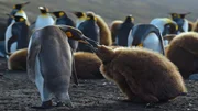 Junge und erwachsene Königspinguine