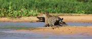 Jaguar greift Krokodil an