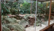 Noch herrscht Ruhe in der Vitrine der Neumanns Grasratten im Tierpark Berlin.