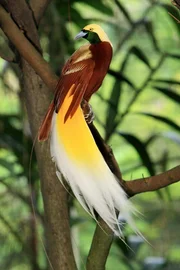 Kaum ein Zoo oder Vogelpark beherrscht die Haltung der auffälligsten Kreaturen der Vogelwelt - den Paradiesvögeln. Wer sie mit eigenen Augen sehen will, dem bleibt nur der unzugängliche Urwald Neu Guineas - oder aber, wie hier im Bild, der "Jurong BirdPark" mitten in Singapur.
