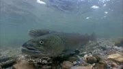 Früher war die Donau voll von Huchen, jetzt ist er akut vom Aussterben bedroht. Seine Langlebigkeit und sein Größenwachstum sind legendär: Huchen können über 20 Jahre alt werden und in seltenen Fällen über 50 kg schwer.