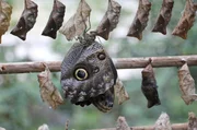 Schmetterling Aufzucht in der Wilhelma.