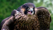 Im Tierpark Friedrichsfelde soll eine Flugshow aufgebaut werden. Reviertierpfleger Manuel Sembritzki freut sich daher besonders über Flugneuling Juri, einem jungen Wanderfalken. Erst viermal ist er für den Tierpfleger geflogen, da gibt es aus Sicherheitsgründen noch einen Peilsender.