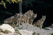 Wolfsrudel