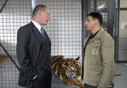 Cheftierpfleger Conny (Thorsten Wolf) weigert sich, von OB Herrenbrück (Frank Sieckel) Anweisungen anzunehmen, die sich gegen das Wohl des kranken Tigers richten.
