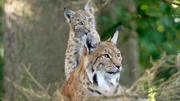 Der Eurasische Luchs, Europas größte Katze, kehrt langsam wieder in die Wälder Mitteleuropas zurück.