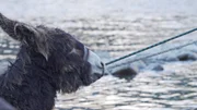 Junior, the donkey being pulled onto the boat. (close-up)