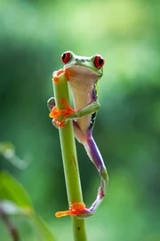 Ein Rotaugenfrosch legt eine Kletterpause im Regenwald von Costa Rica ein. Ein Rotaugenfrosch legt eine Kletterpause im Regenwald von Costa Rica ein.