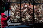 The Cornelia Marie crew counts a large opies catch at the table.