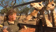 Tierärztin Simone Herzog hält mit den Giraffen ein gemütliches Teestündchen ab. Die Tiere sind zwar längst groß genug, um für sich selbst zu sorgen, aber feinen Tee lassen sie sich nach wie vor gerne servieren.