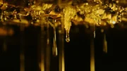 Der Einsatz von Pestiziden in der Soja-Monokultur in Argentinien hat den Bienen stark zugesetzt. Sie geben viel weniger Honig als früher.