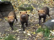 ARD/SWR EISBÄR, AFFE & CO FOLGE 167, "Zoogeschichten aus Stuttgart", am Dienstag um 16:10 Uhr im ERSTEN. Die neugierigen Waldhunde untersuchen alle neuen Gegenstände in ihrem Gehege, besonders schnell, wenn sie nach Futter riechen. ARD/SWR EISBÄR, AFFE & CO FOLGE 167, "Zoogeschichten aus Stuttgart", am Dienstag um 16:10 Uhr im ERSTEN. Die neugierigen Waldhunde untersuchen alle neuen Gegenstände in ihrem Gehege, besonders schnell, wenn sie nach Futter riechen.