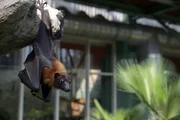 Im Tierpark darf Flughund Timmi bald zu seiner Familie.