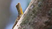 Close up of a flying dragon lizard in the tree Close up of a flying dragon lizard in the tree