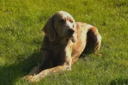 Perle wird zum Jagdhund ausgebildet.