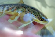 Der atlantische Lachs kehrt Jahr für Jahr in den Allier zurück. Er nutzt den Nebenfluss der Loire, um dort zu laichen.