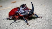 Close-Up Of Rhino Stag Beetle On Floor.
