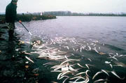 Rot schillerte das Wasser, Fische trieben Kiel oben. Nach dem Großbrand beim Schweizer Chemiekonzern Sandoz war das Feuer schnell gelöscht, der Rhein aber verseucht. Ein Helfer fischt mit einem Kescher tote Aale aus dem Oberrhein bei Basel. Nach einer Explosion am 1. November ist beim Chemiekonzern Sandoz ein Großbrand ausgebrochen. Bei den Löscharbeiten wurden fast 900 Tonnen hochgiftiger Chemikalien in den Rhein geschwemmt. Ein erheblicher Teil des Fischbestandes wurde vernichtet und die Trinkwasserversorgung von rund 20 Millionen Rheinanliegern gefährdet.