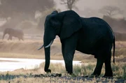 Mit der Erwärmung unseres Planeten könnten verheerende Klimaschwankungen immer häufiger werden. Katavi und die dort lebenden Tiere stehen vor einer ungewissen Zukunft.