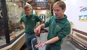 ARD/NDR LEOPARD, SEEBÄR & CO., FOLGE 151. Die Tierpfleger Dave Nelde und Sebastian Behrens spielen Trauzeugen bei der Blatthuhnhochzeit.