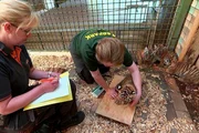Der süße Vierlings-Tigernachwuchs aus dem Tierpark ist mittlerweile acht Wochen alt. Es ist der vierte Wurf für Tigermutter Aurora und der erste, den sie alleine großzieht.