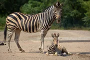 Zebrafohlen Florian bekommt seine erste Impfung im Tierpark Berlin