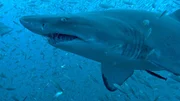 Sandtigerhaie sind lebendgebärend, fast wie Säugetiere. Makaber dabei ist, dass das stärkste Jungtier noch im Körper der Mutter seine Geschwister frisst, um sein eigenes Überleben zu sichern.