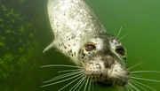 Robbe Moe beim Schwimmen unter Wasser.