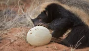 Die Honigdachse der Kalahari Wüste sind opportunistische Jäger und versuchen beinahe alles zu fressen, was ihnen über den Weg läuft oder vor die Füße fällt.