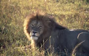 Löwe