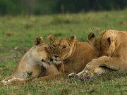 Lions Lions