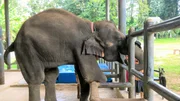 Patient im weltweit einzigen Elefantenkrankenhaus in Lampang, Nordthailand